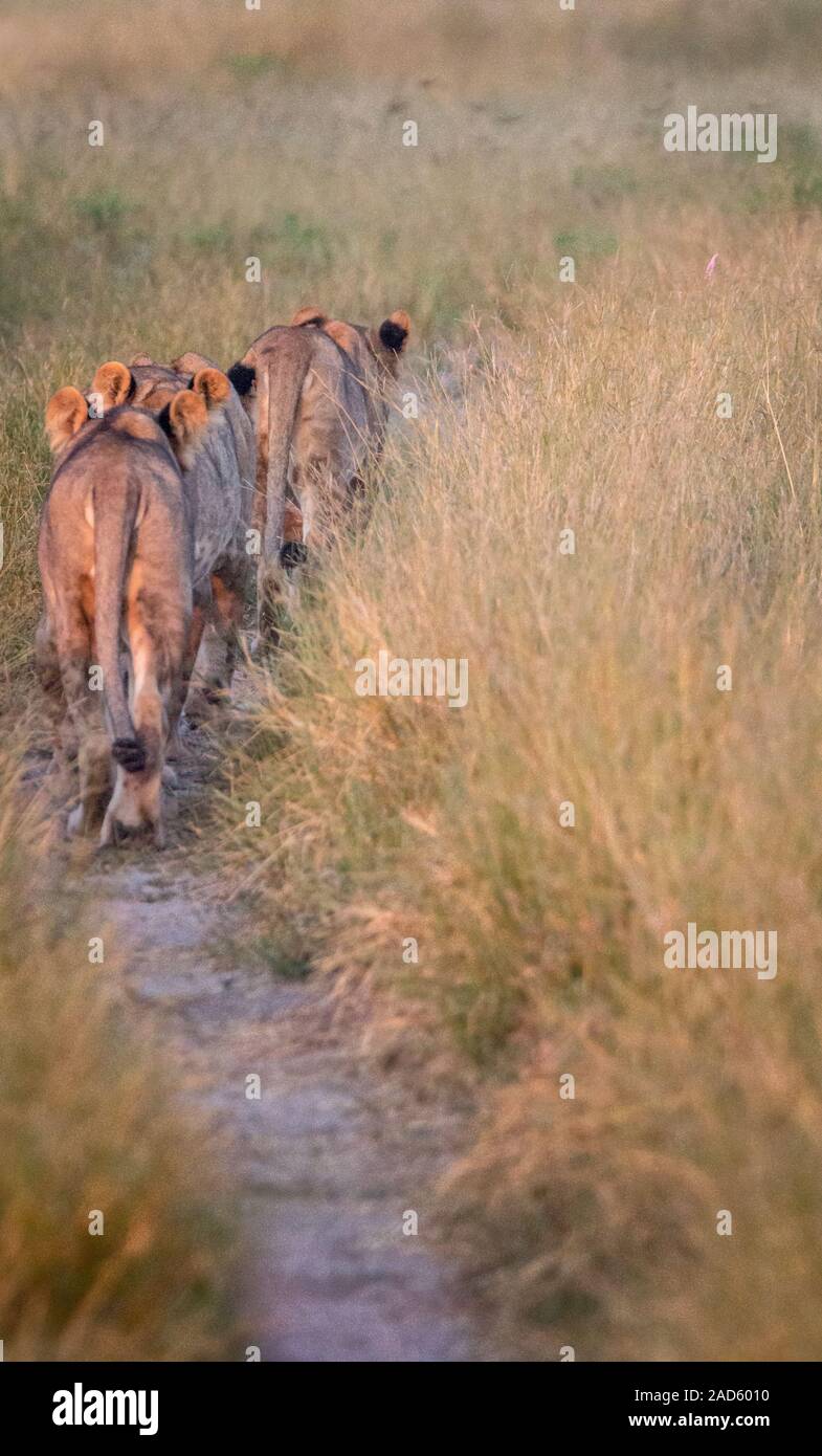 Un orgoglio dei leoni di camminare sulla strada. Foto Stock