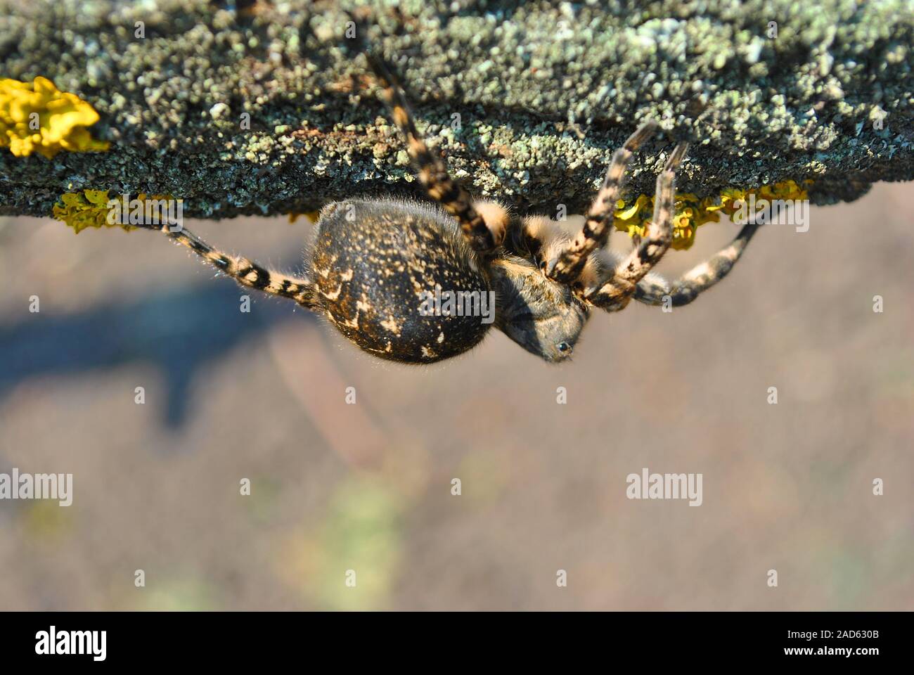 (Lycosa Lycosa singoriensis, lupo ragni) nascondi sotto agli alberi, corteccia con sfondo giallo moss, vista dall'alto Foto Stock