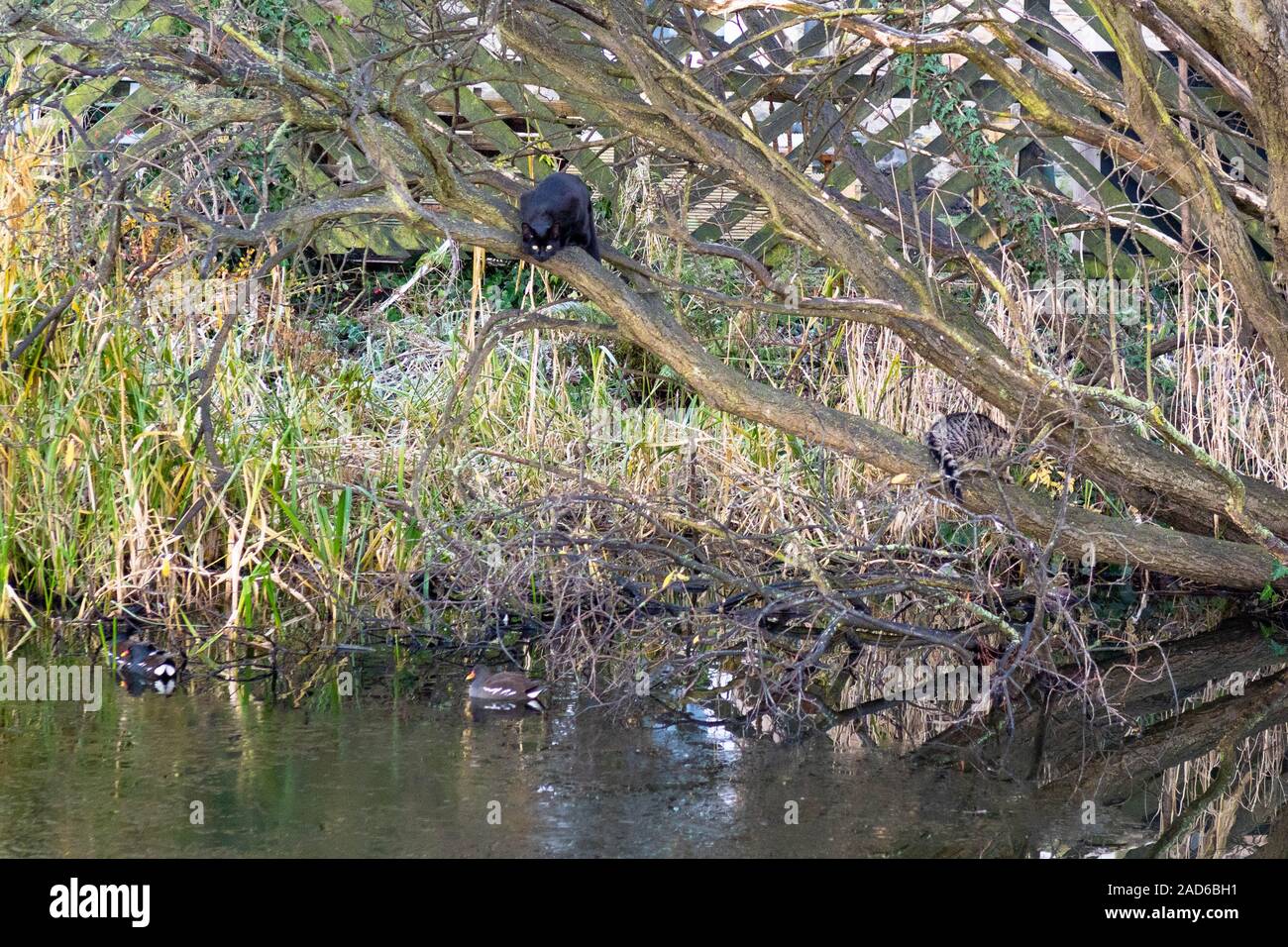 Gatti in albero guardando verso il basso sulla gallinelle d'acqua nell'Unione Canal, Edimburgo, Scozia, Regno Unito Foto Stock