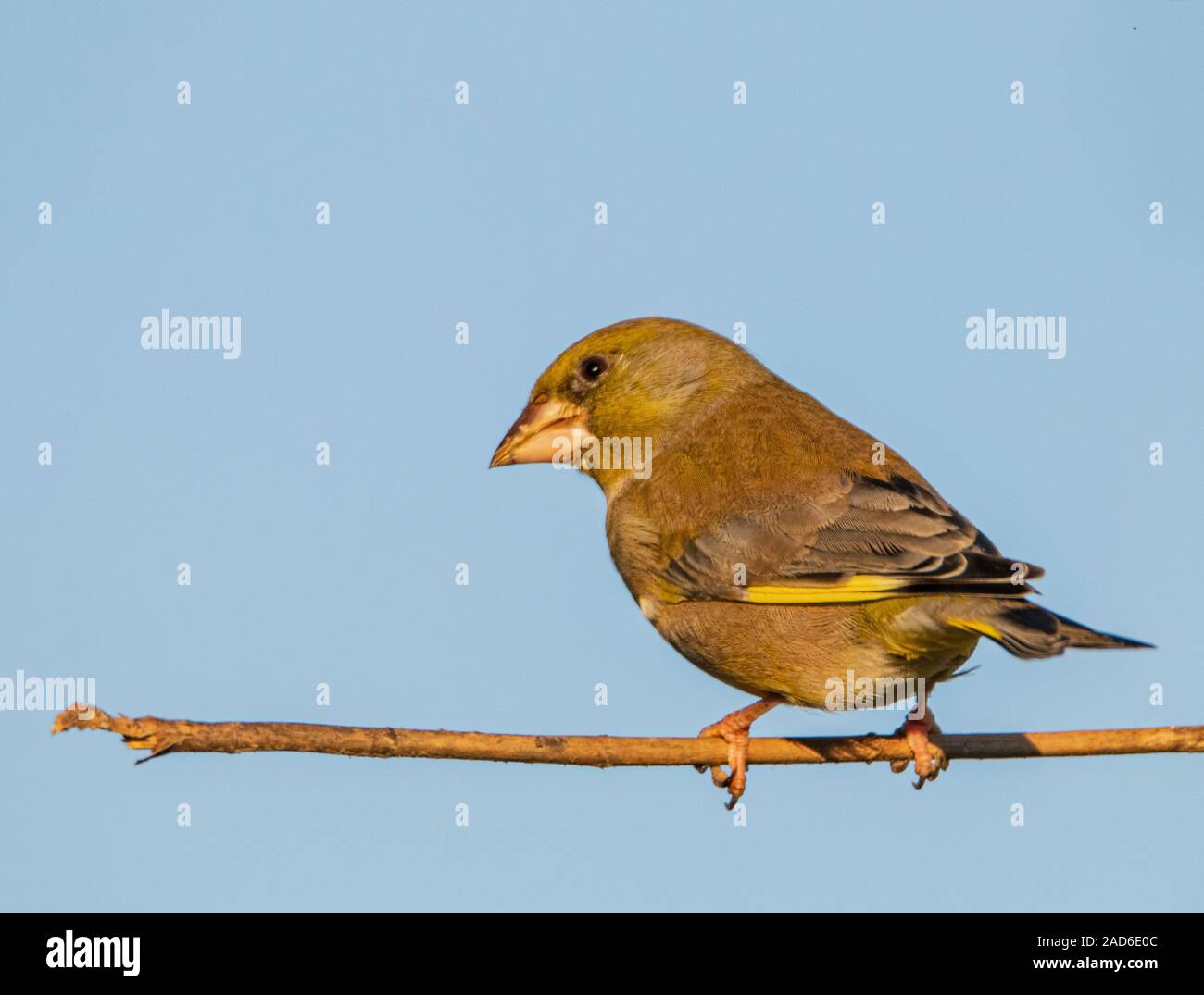 Verdone, Chloris Chloris, uccello selvatico, appollaiate su un ramo sotto il sole in un giardino inglese, inverno 2019 Foto Stock