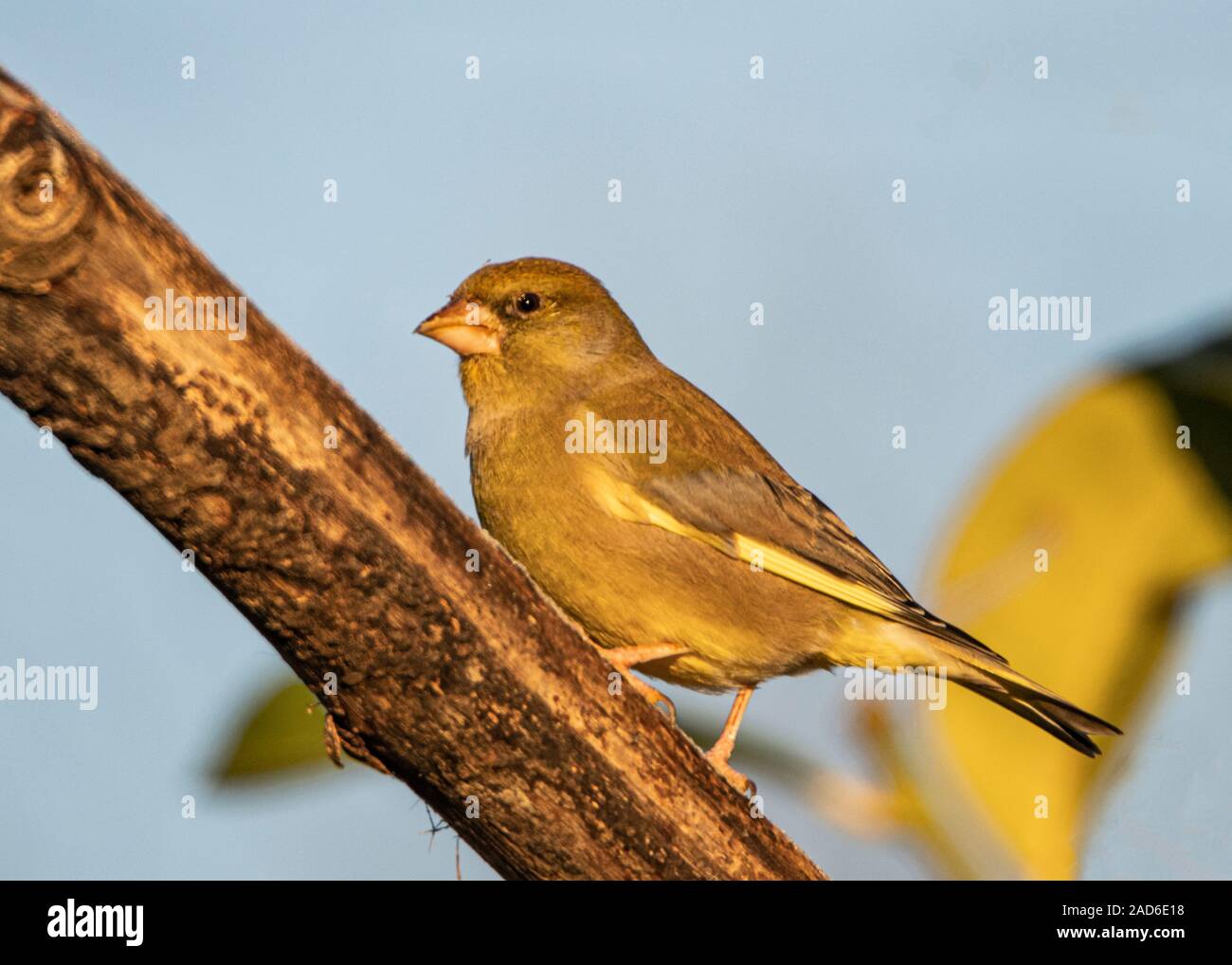 Verdone, Chloris Chloris, uccello selvatico, appollaiate su un ramo sotto il sole in un giardino inglese, inverno 2019 Foto Stock