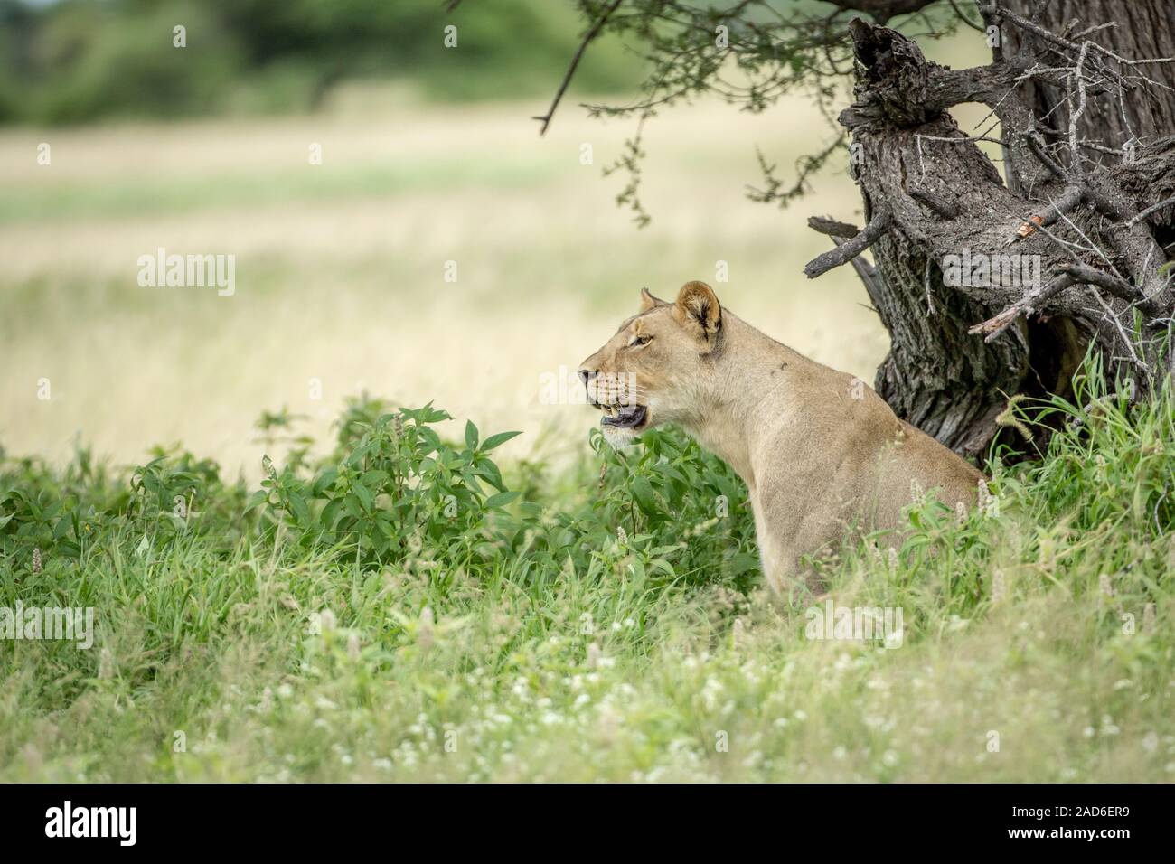 Profilo laterale di una leonessa nell'erba alta. Foto Stock