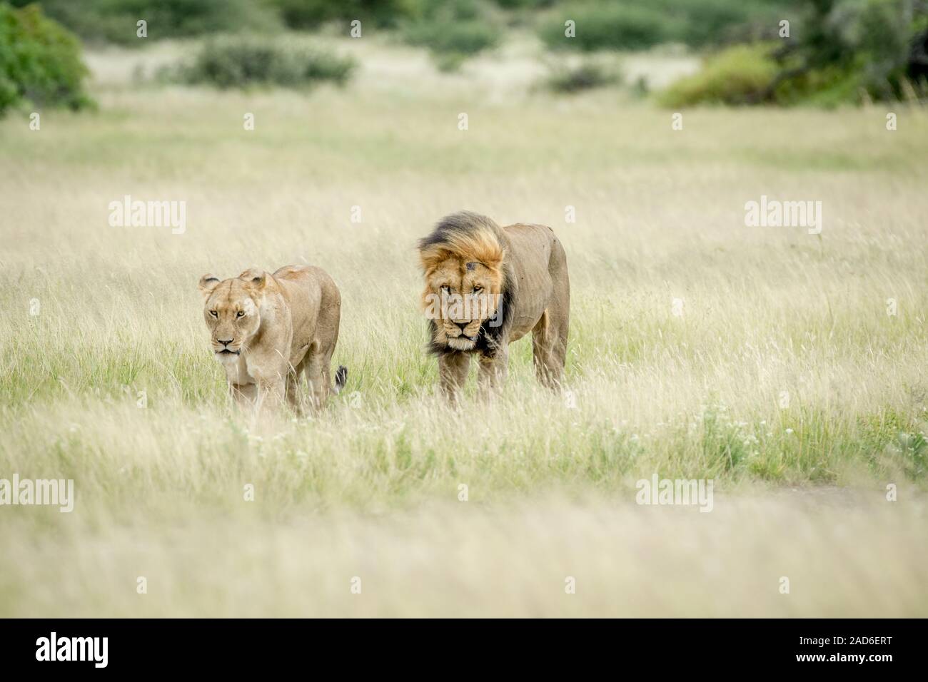 Lion coniugata giovane nell'erba. Foto Stock