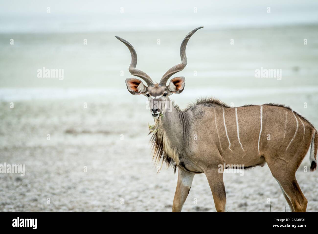 Kudu maschio con protagonista alla fotocamera. Foto Stock