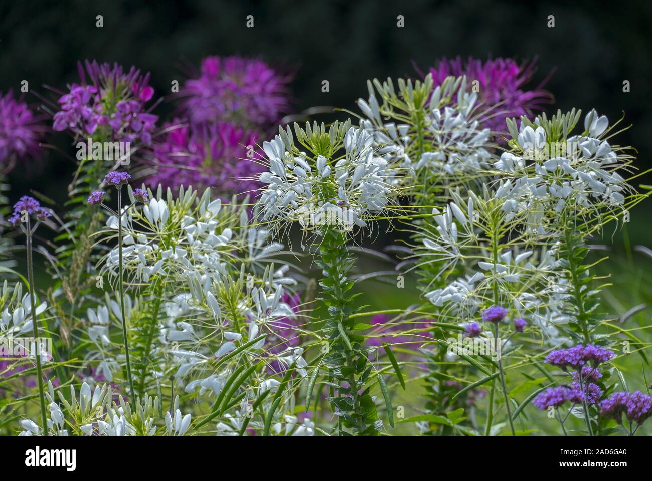 Fiore di ragno o spider impianto (Cleome spinosa, Cleome hassleriana, Tarenaya hassleriana) Foto Stock