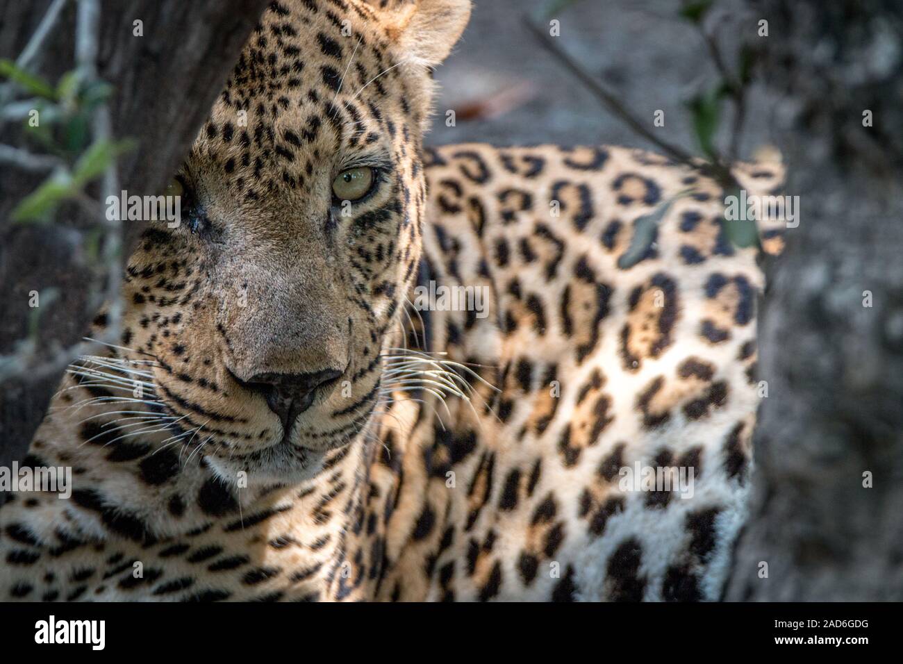 Un maschio di Leopard con protagonista alla fotocamera. Foto Stock