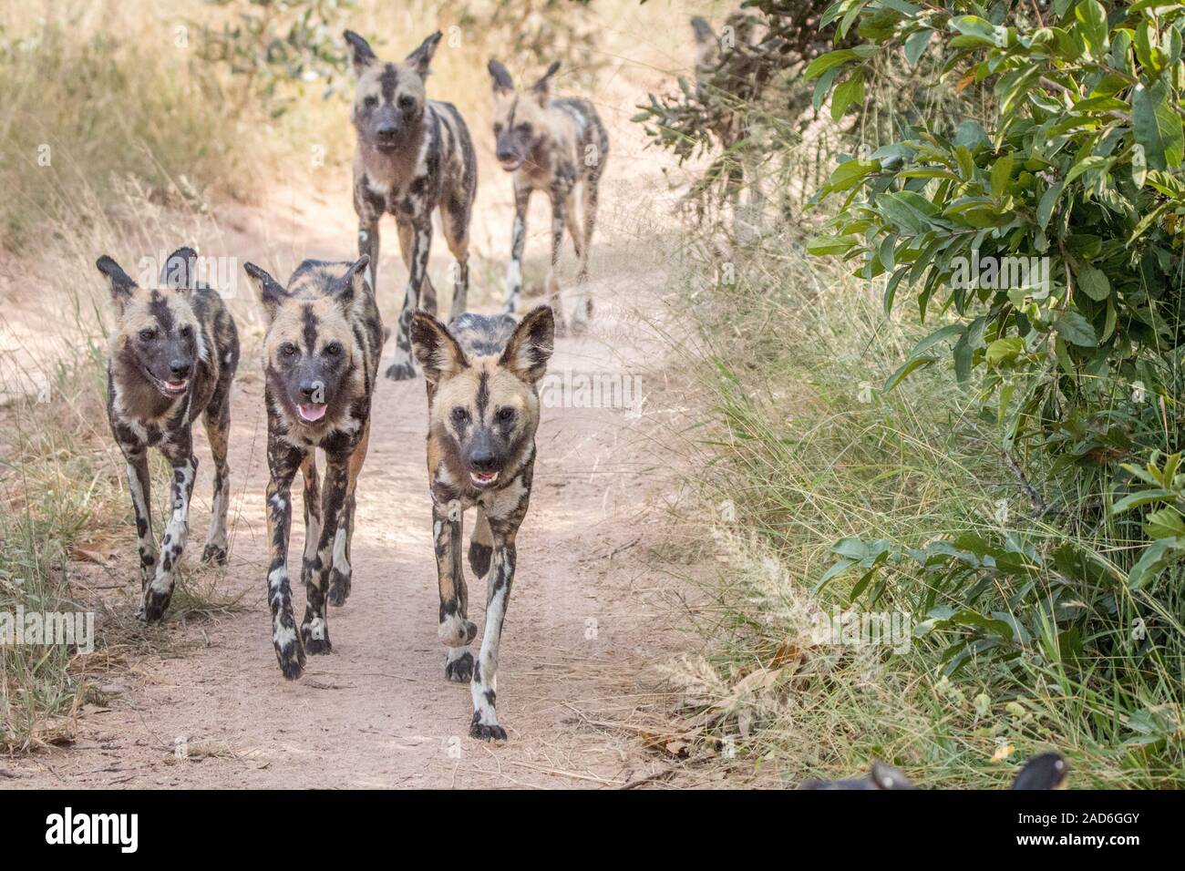 Un pacco di African cani selvatici in esecuzione. Foto Stock