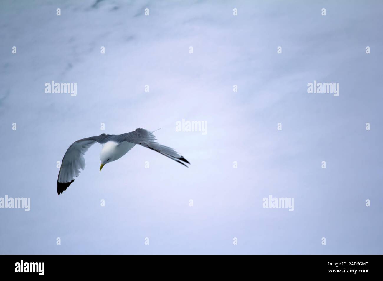 Kittiwakes sono una delle poche specie di uccelli che volano al Polo Nord Foto Stock