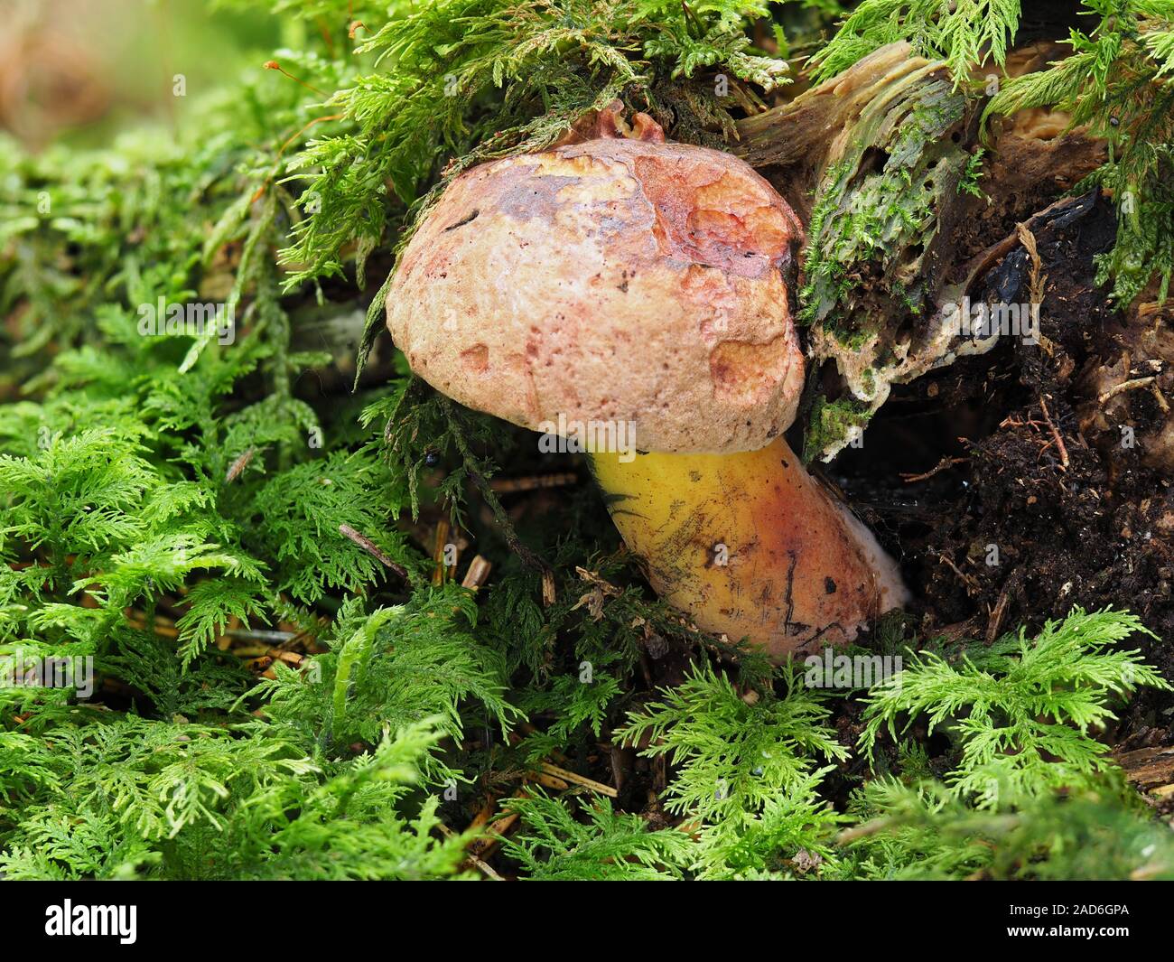 Boletus pulverulentus, annerimento Bolete fungo Foto Stock