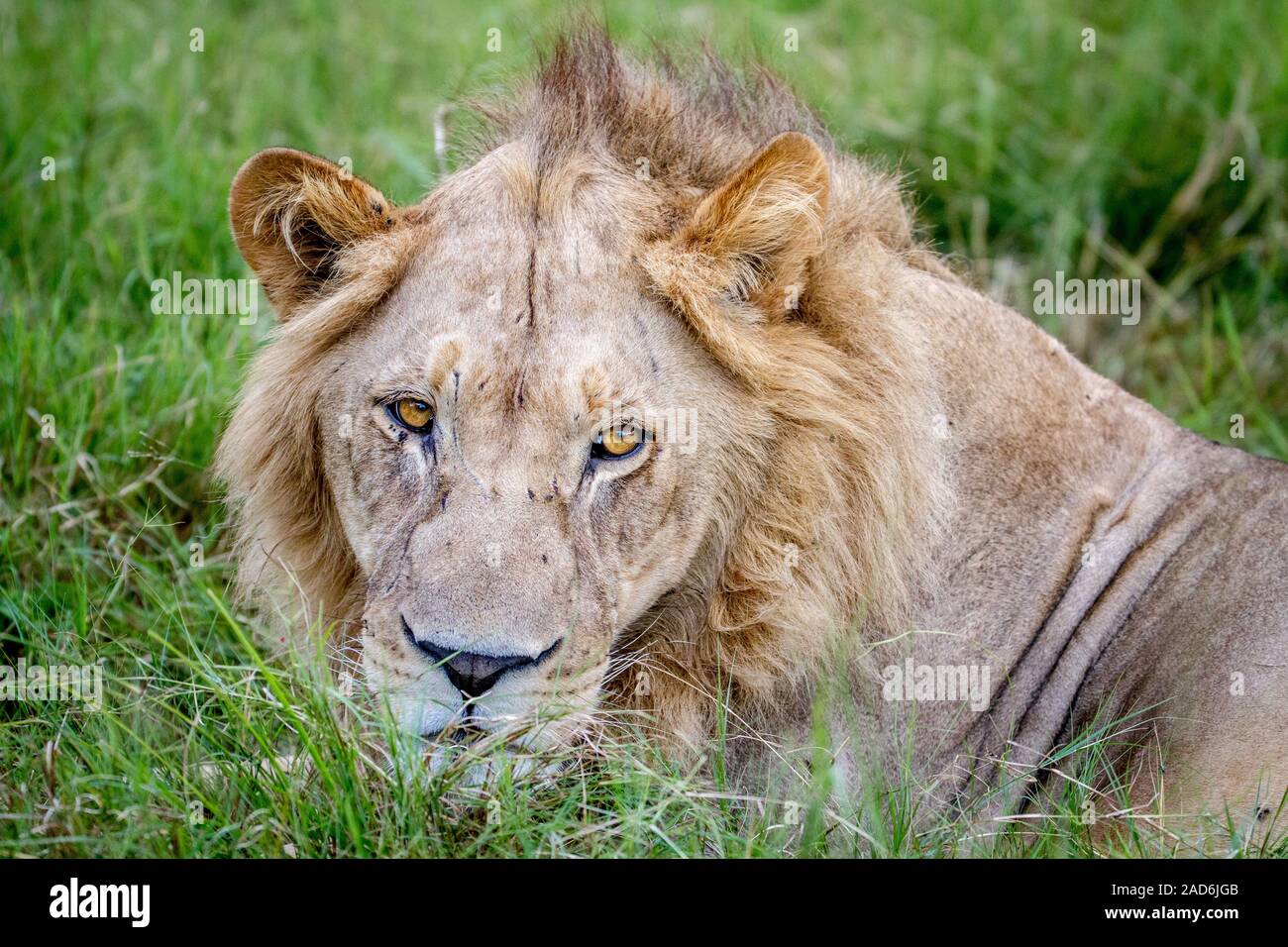 In prossimità della testa di un maschio di leone. Foto Stock