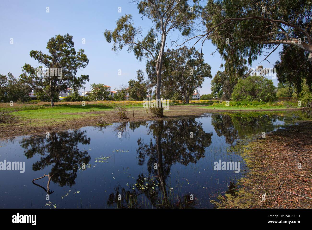 Madrona Marsh zone umide è un primaverile palude di acqua dolce ed è approssimativamente di 43 acri. TORRANCE, CALIFORNIA, STATI UNITI D'AMERICA Foto Stock