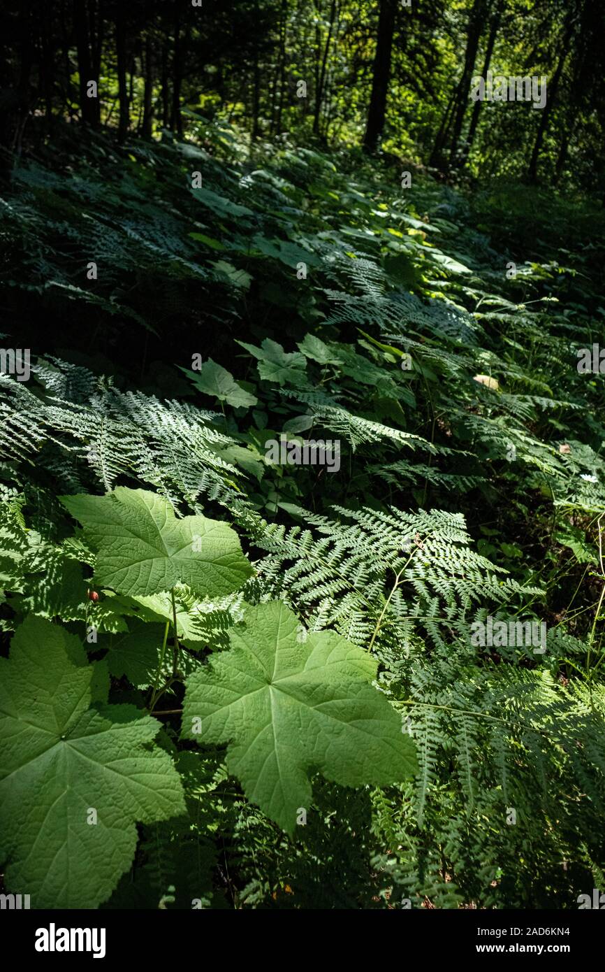 Foglie di foresta, West Kootenays, British Columbia, Canada Foto Stock