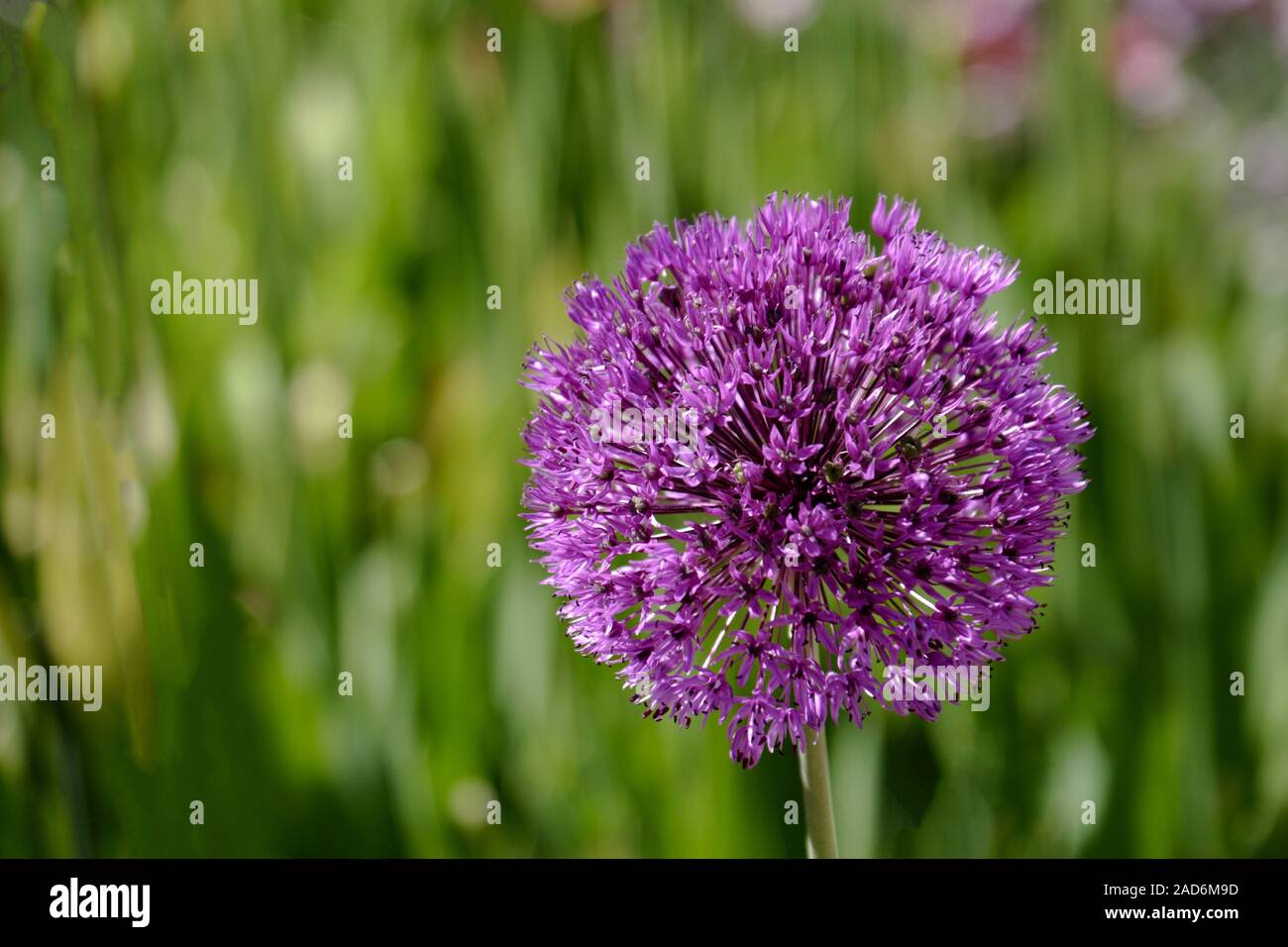 Aglio ornamentale (Allium sp.) Foto Stock