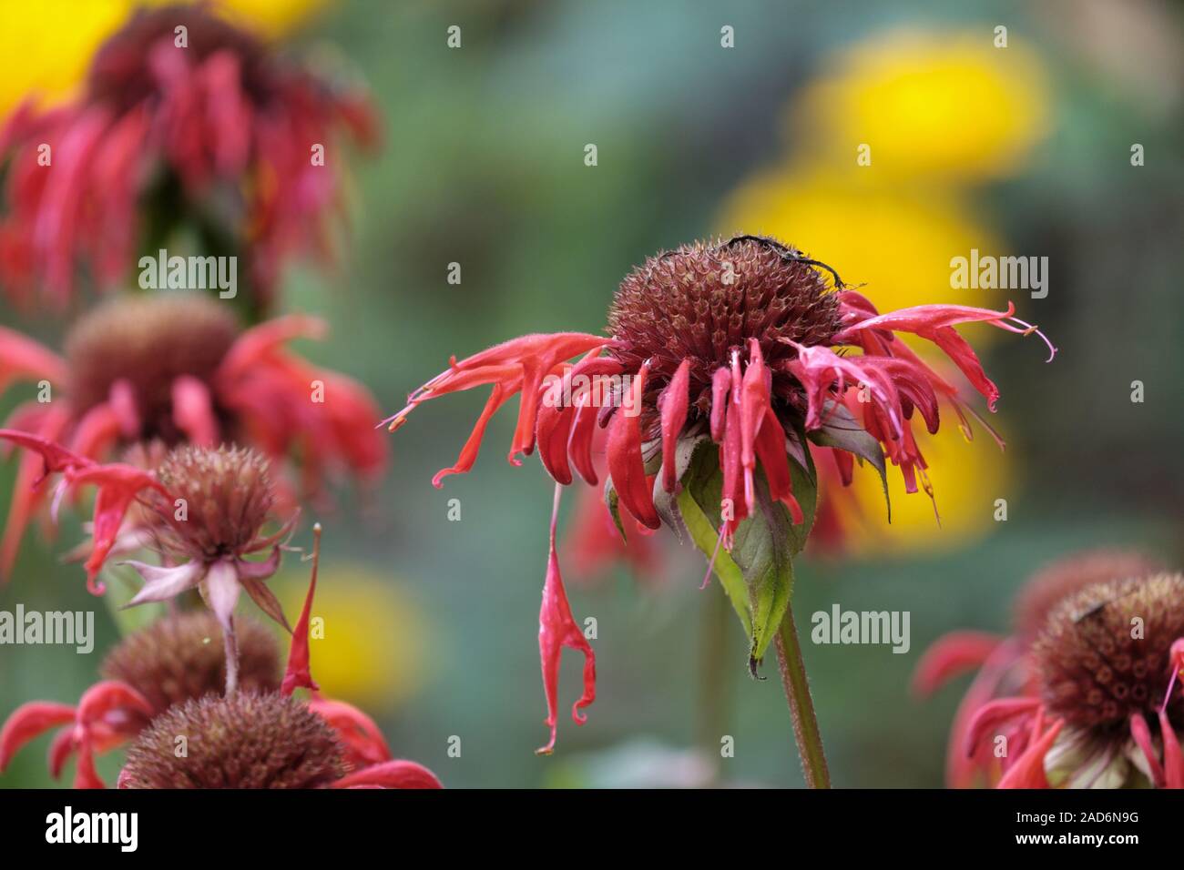 Oro melissa (Monarda didyma), anche Indian ortica Foto Stock