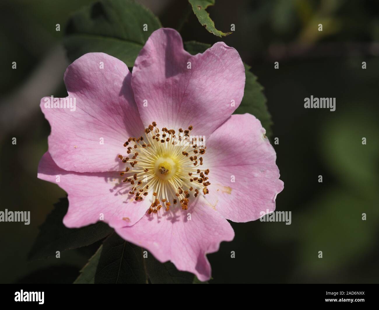 petali di rosa Foto Stock