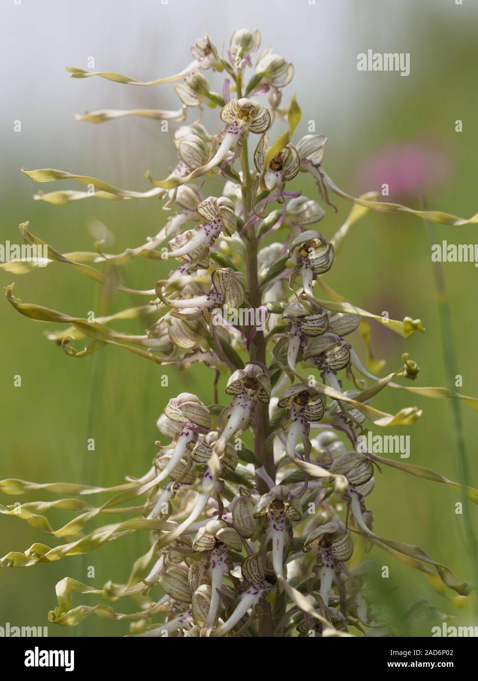 Bock del cinturino linguetta,Orchiedeen,Himantoglossum hircinum, Foto Stock