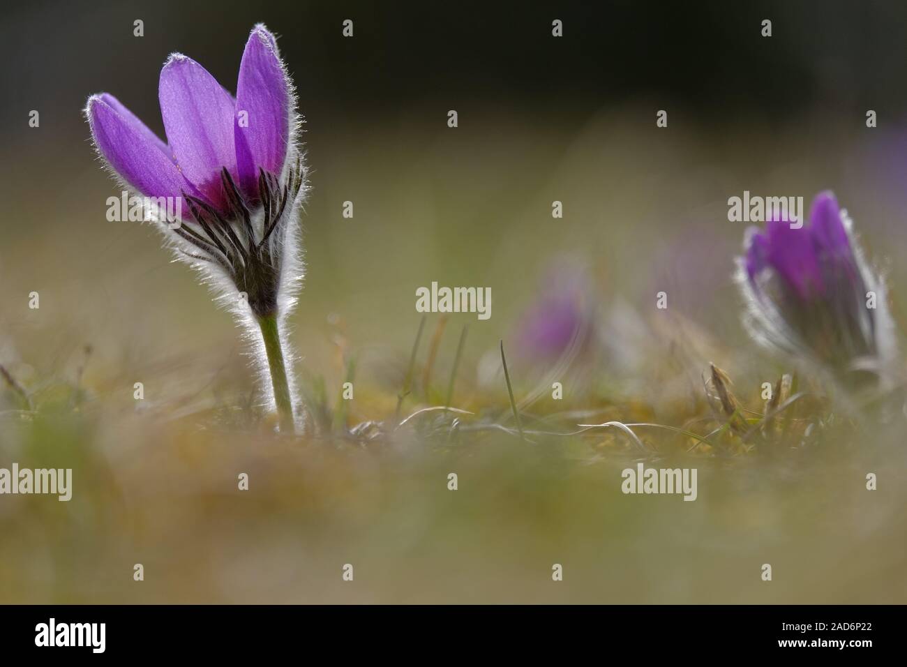 Pinza da cucina, mucca morsetto, Pulsatilla vulgaris Foto Stock