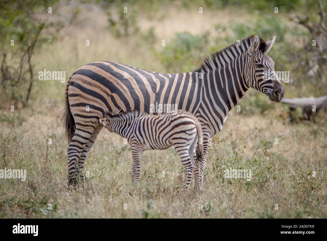 Zebra bambino lattante da sua madre. Foto Stock