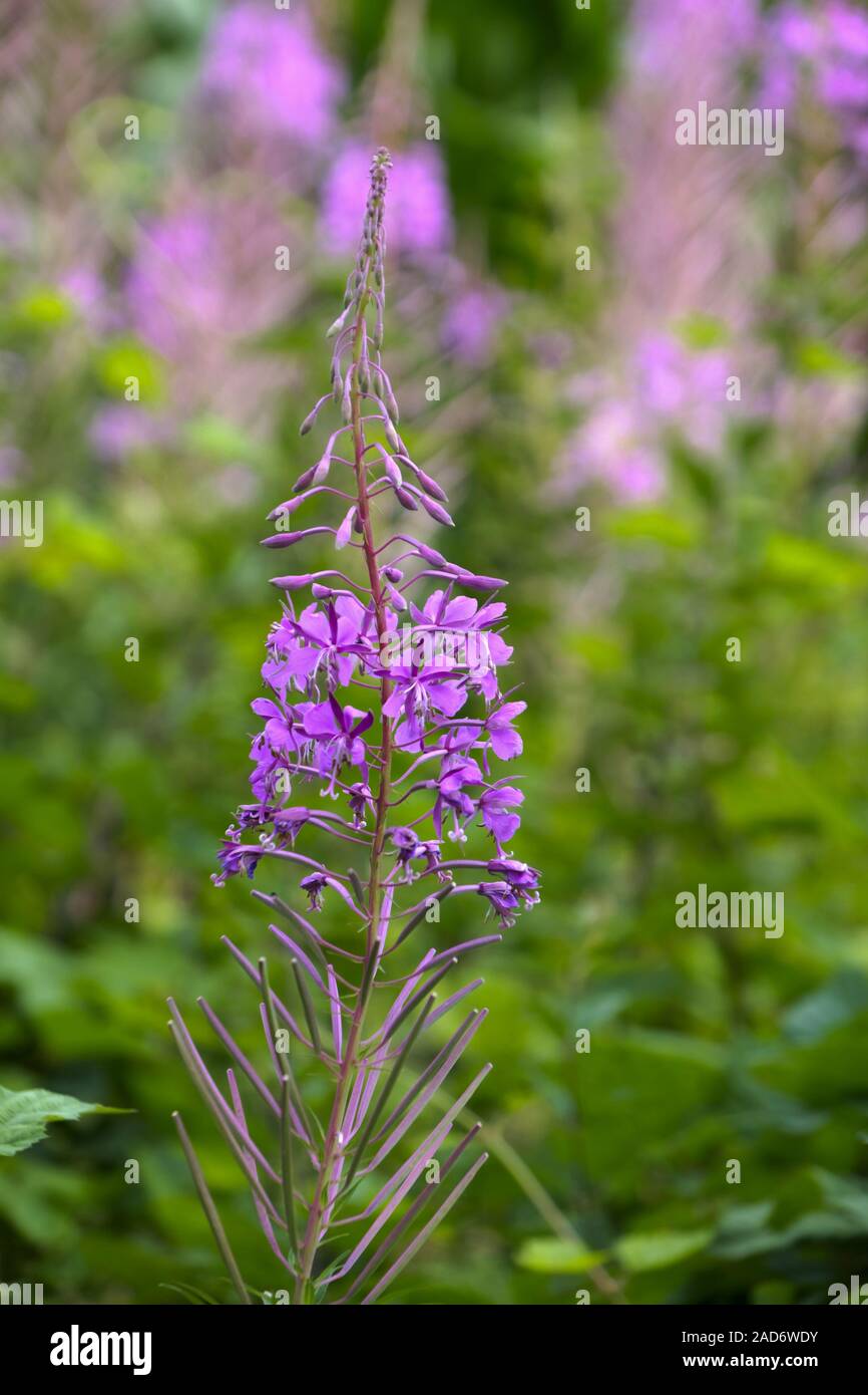 A stretta lasciava willowherb (Epilobium angustifolium) Foto Stock