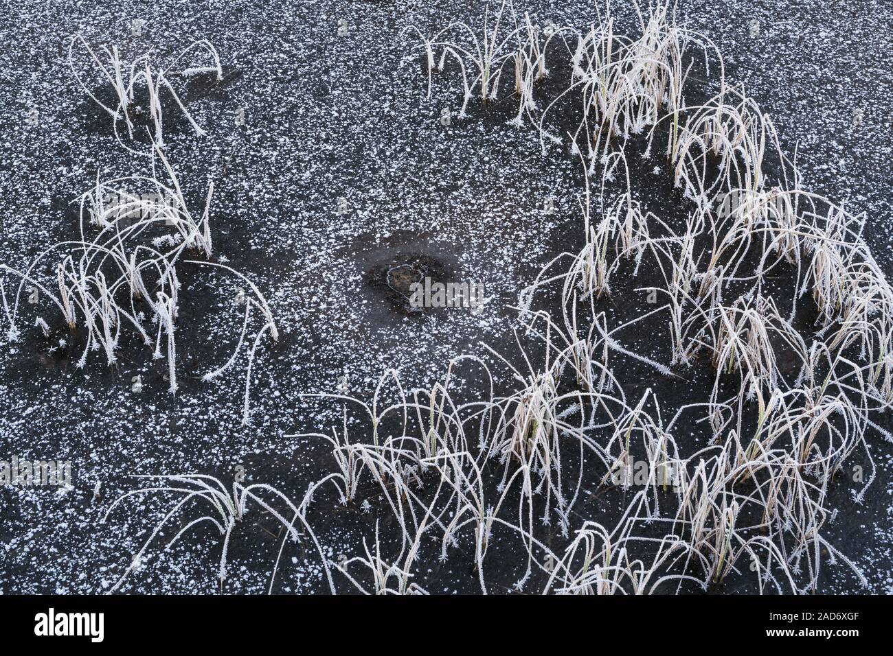Reed in un lago ghiacciato, Lapponia, Svezia Foto Stock