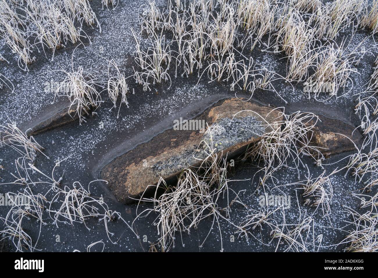 Reed in un lago ghiacciato, Lapponia, Svezia Foto Stock