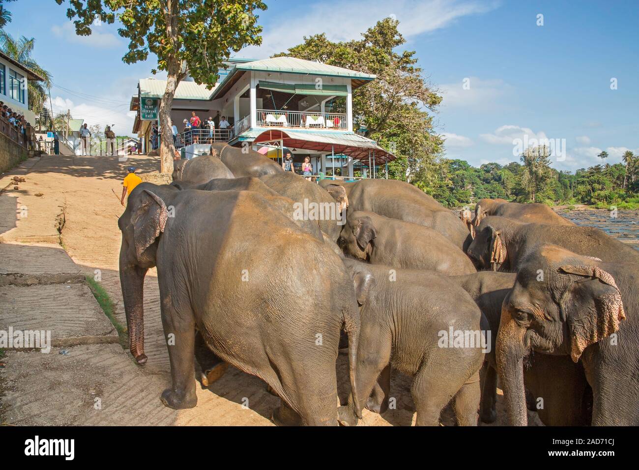 Il governo dello Sri Lanka elefanti rendendo il loro modo attraverso il villaggio di Pinnawala per tornare al loro contenitore dopo il bagno nel fiume. Elephas maximus è elencato Foto Stock