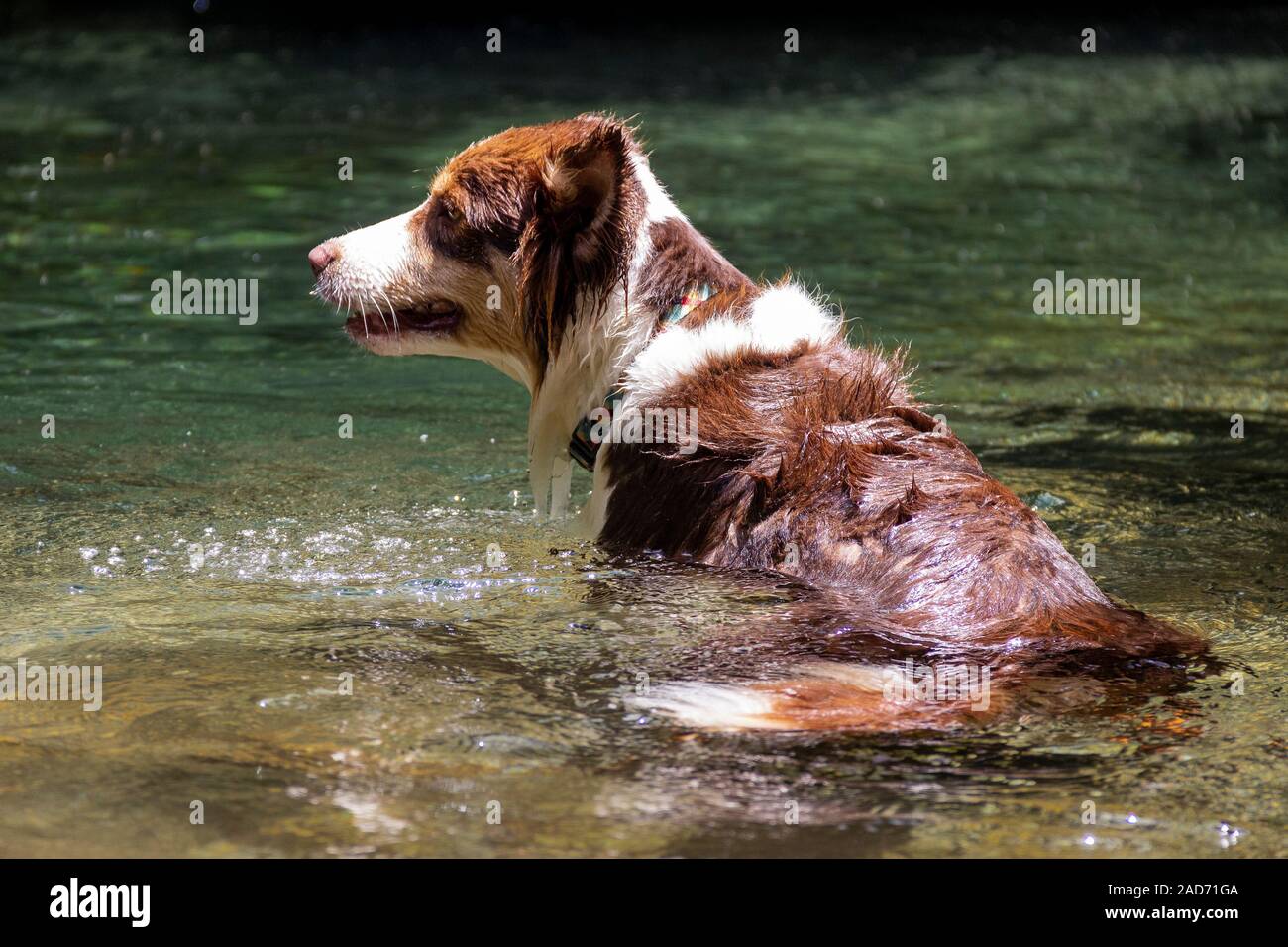 Un wet Border Collie cane per andare a nuotare nelle acque cristalline del fiume. Foto Stock