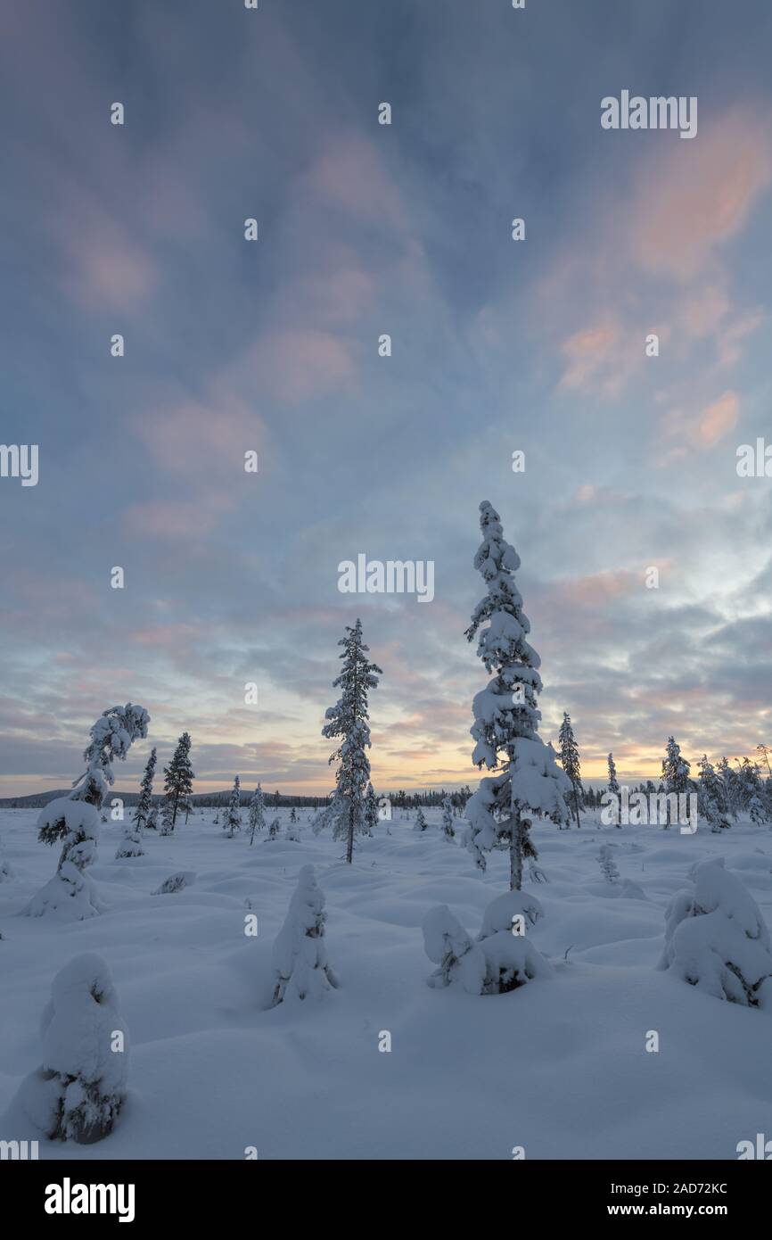 Paesaggio invernale, Muddus National Park, patrimonio mondiale Laponia, Lapponia, Svezia Foto Stock