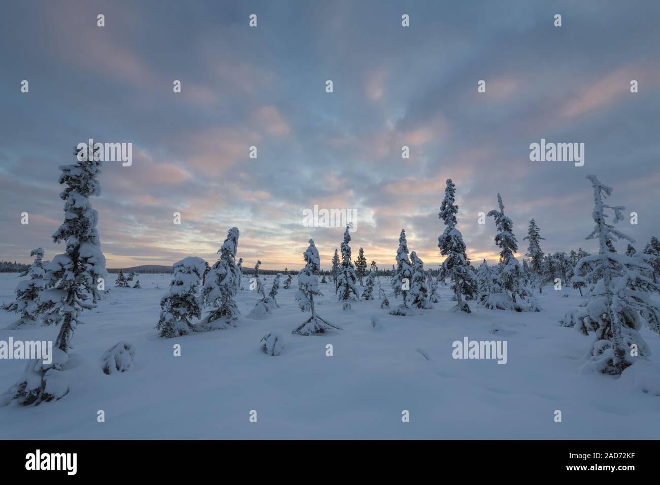 Paesaggio invernale, Muddus National Park, patrimonio mondiale Laponia, Lapponia, Svezia Foto Stock
