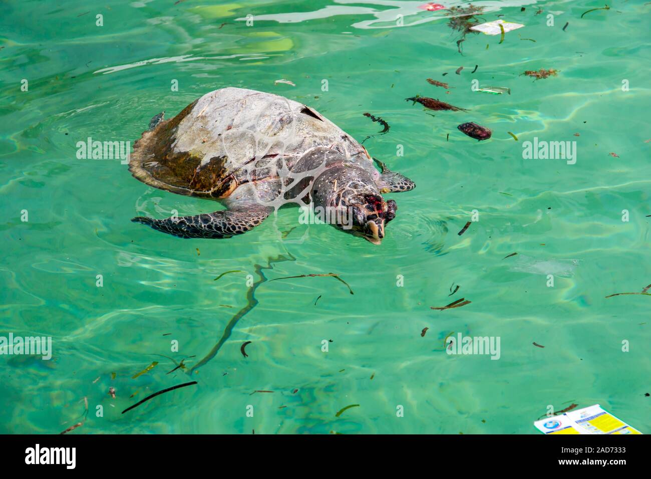 Un galleggiante, morto, tartaruga embricata, Eretmochelys imbricata, con una plastica sei-pack corona intorno al suo collo tra gli altri rifiuti, Sipidan Isola, Malays Foto Stock