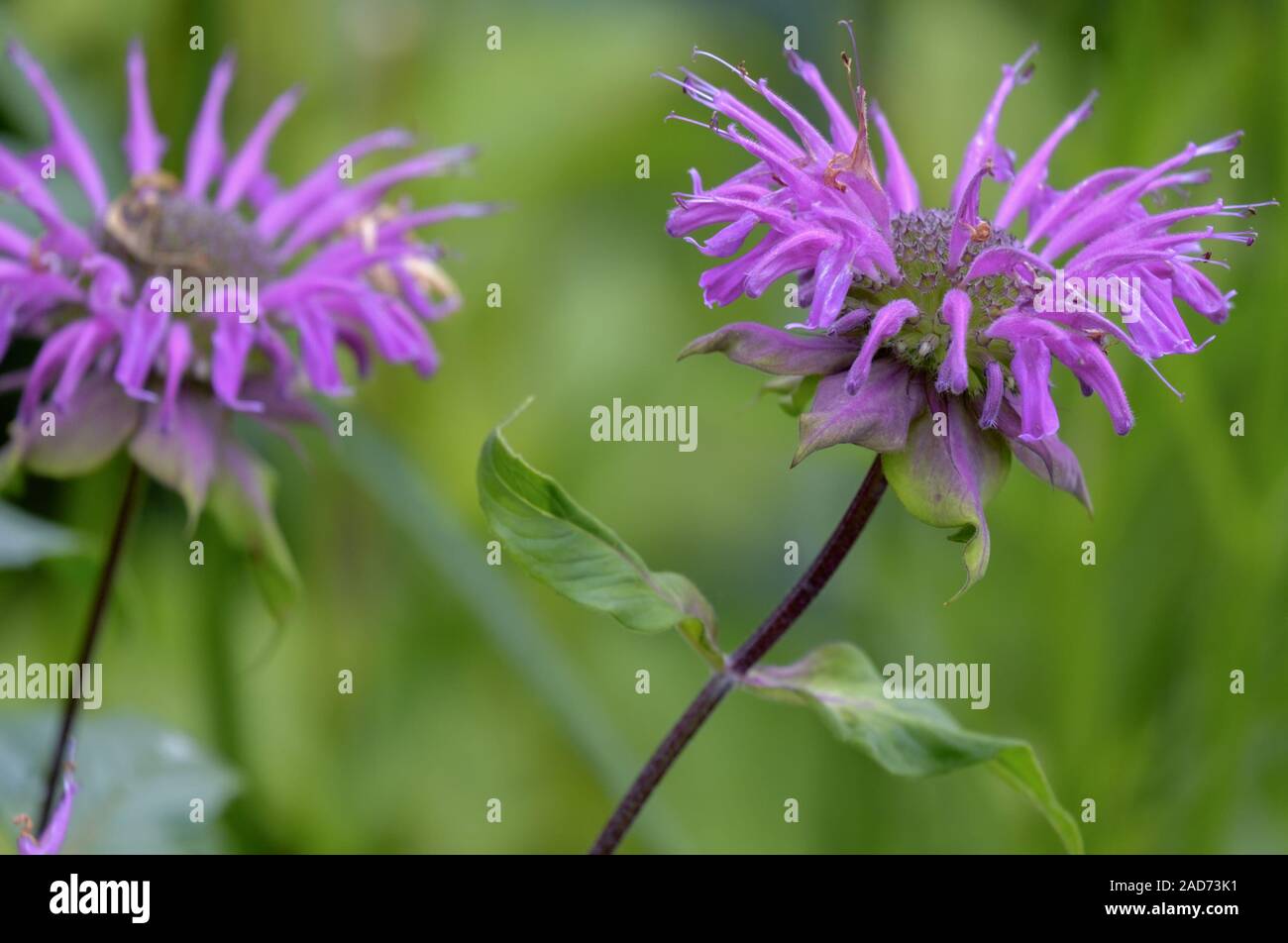 Oro Melissa (Monarda didyma), anche Indian ortica o Scarlet Monard Foto Stock