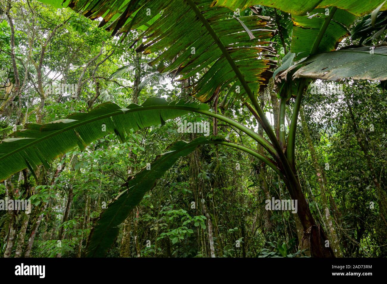 Albero di banane nel mezzo di altri brasiliani vegetazione della foresta pluviale. Foto Stock