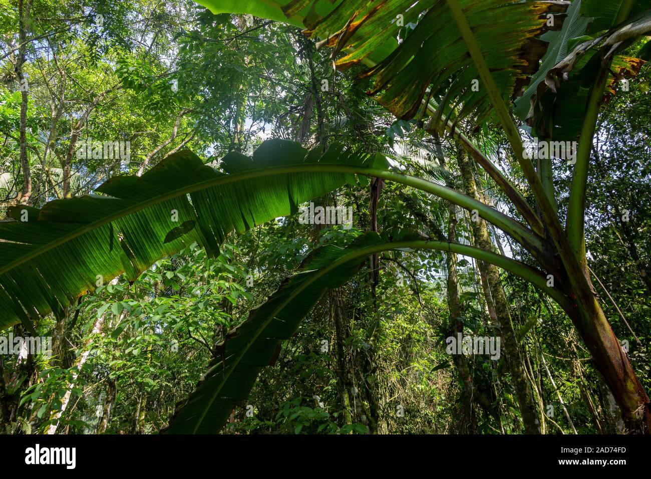 Albero di banane nel mezzo di altri brasiliani vegetazione della foresta pluviale. Foto Stock