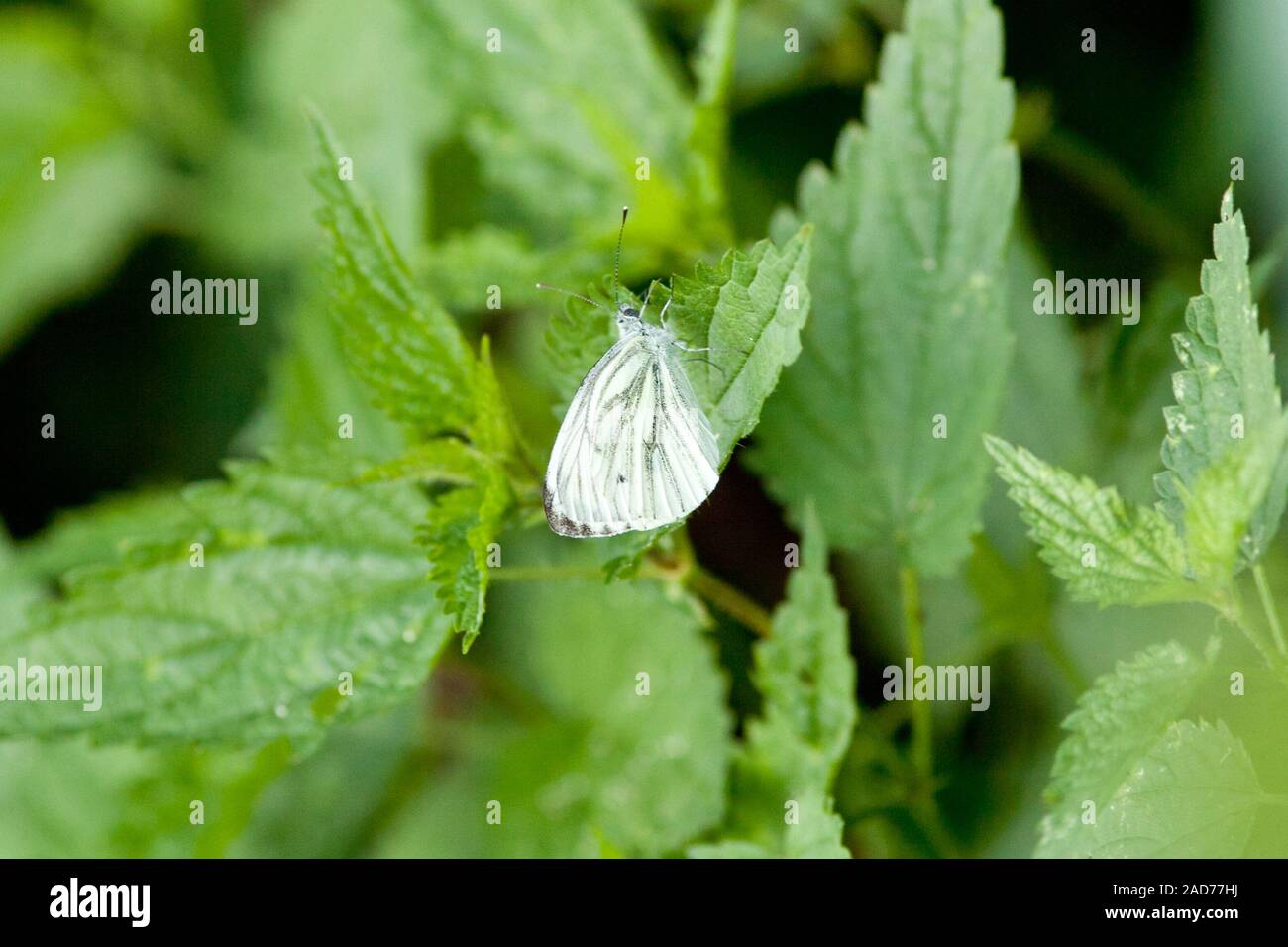 Verde-bianco venato (Sarcococca napi) farfalla Foto Stock