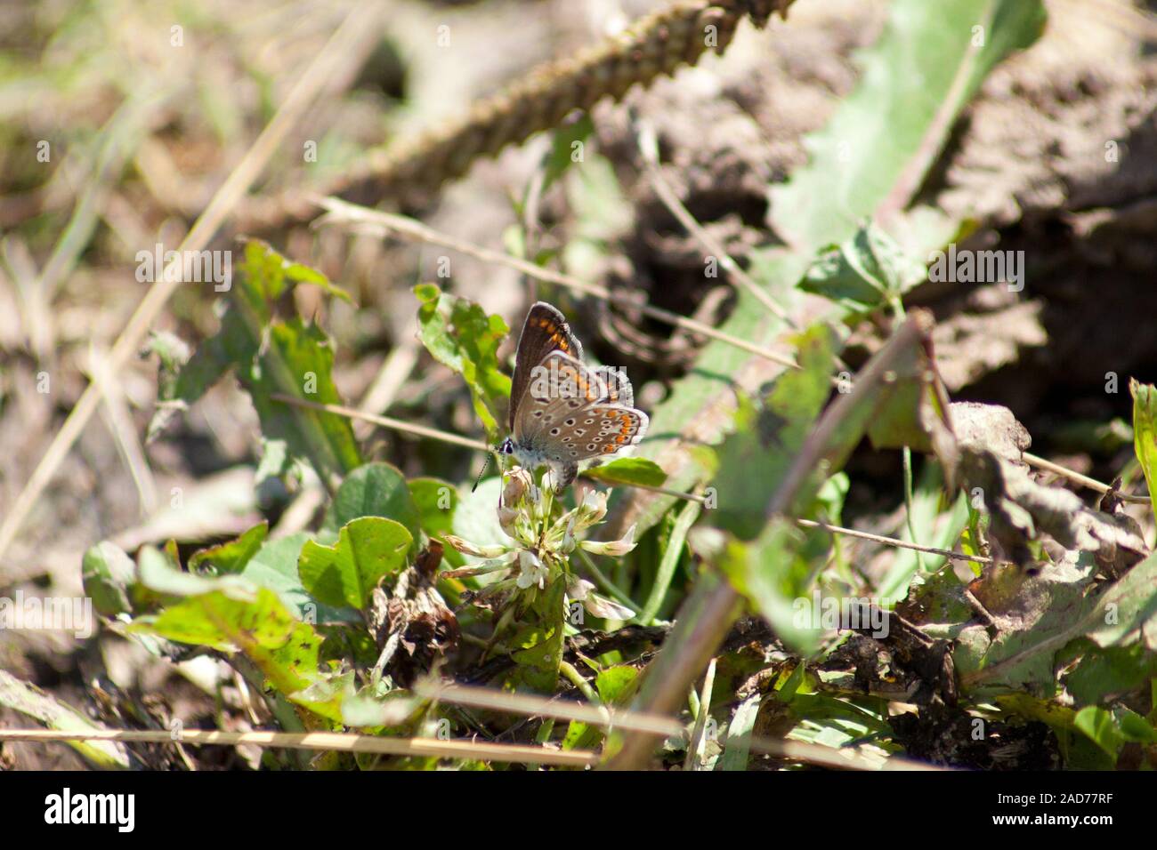 Comune di blue butterfly (Polyommatus icarus) Foto Stock