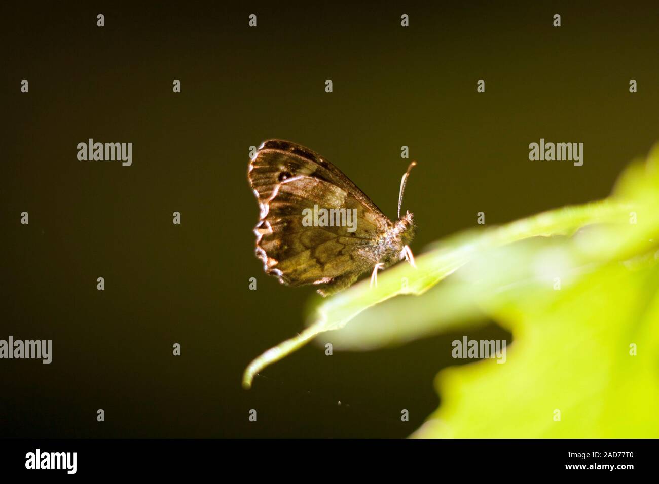 Il legno macinato di farfalla (Pararge aegeria) si siede sulla foglia Foto Stock