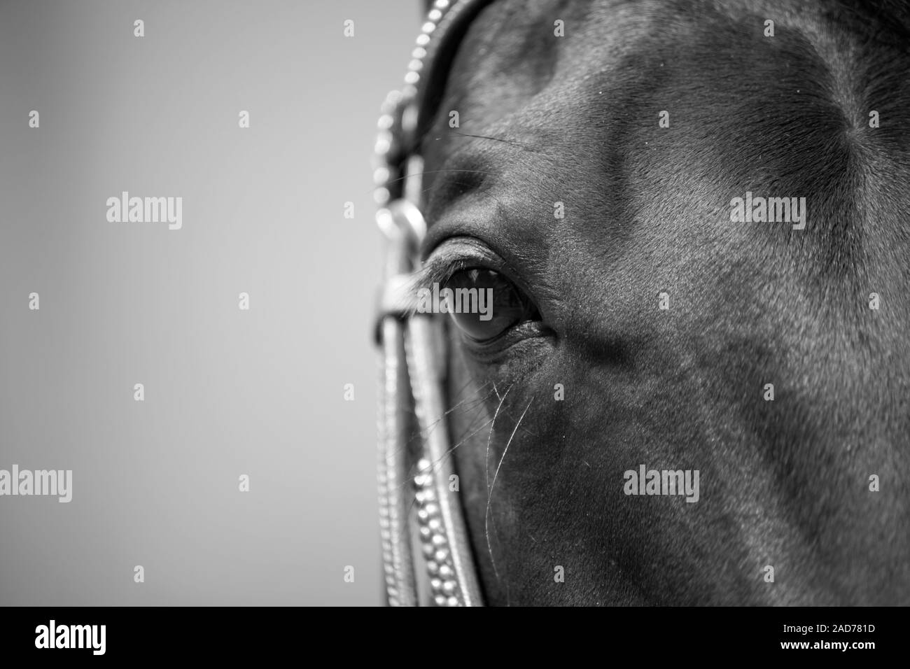 Occhio di cavallo stretta fino in bianco e nero, frontale Foto Stock