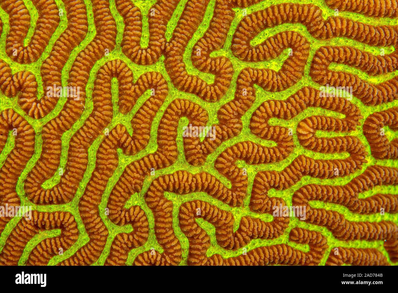 Uno sguardo più da vicino al dettaglio del cervello di corallo, Platygyra sinensis, durante il giorno con il suo polipi chiuso, Yap, Micronesia. Foto Stock