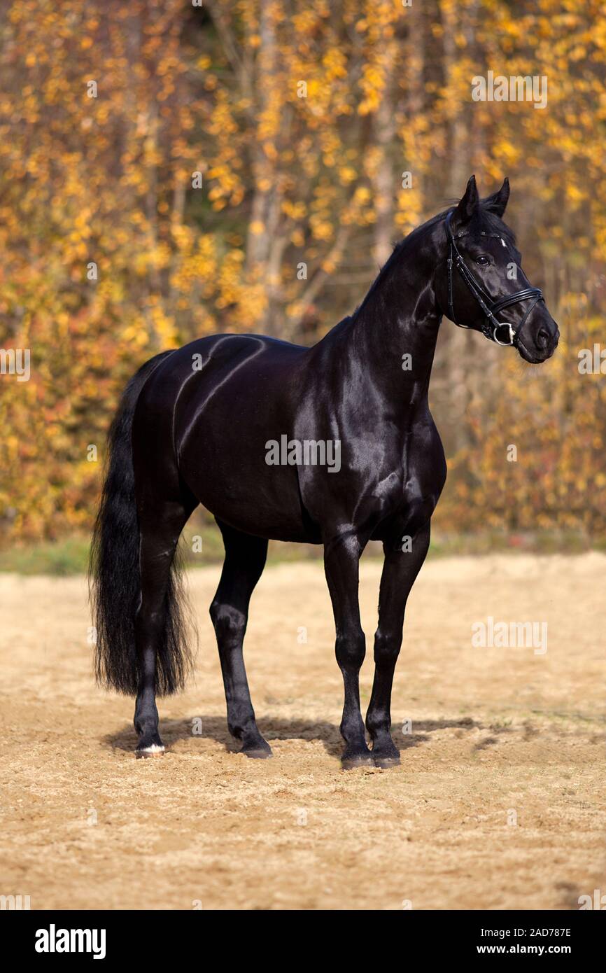 Cavallo nero ritratto esterno colorato con foglie di autunno in background Foto Stock