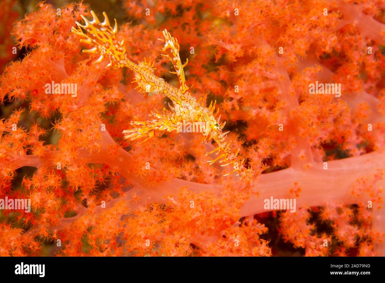 Questo teenager ornati in ghost pipefish, noto anche come un arlecchino ghost pipefish, Solenostomus paradoxus, ha due minuscoli brittlestar hitchhikers avvolto ar Foto Stock