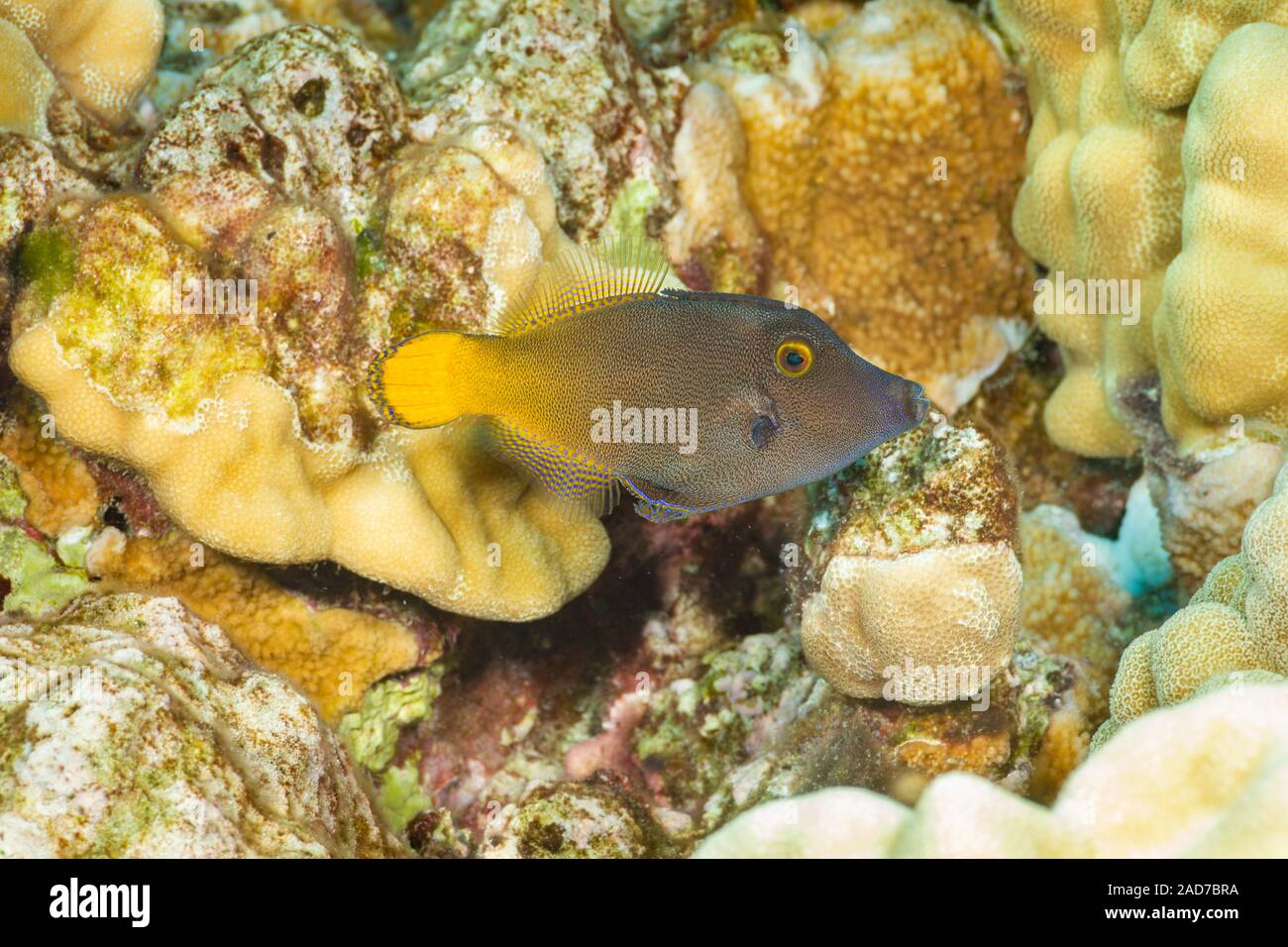 Si è detto che la limanda filefish, Pervagor aspricaudus, può raggiungere i 7 cm di lunghezza, sebbene la maggior parte delle Hawaii sono la metà di questa dimensione. Foto Stock