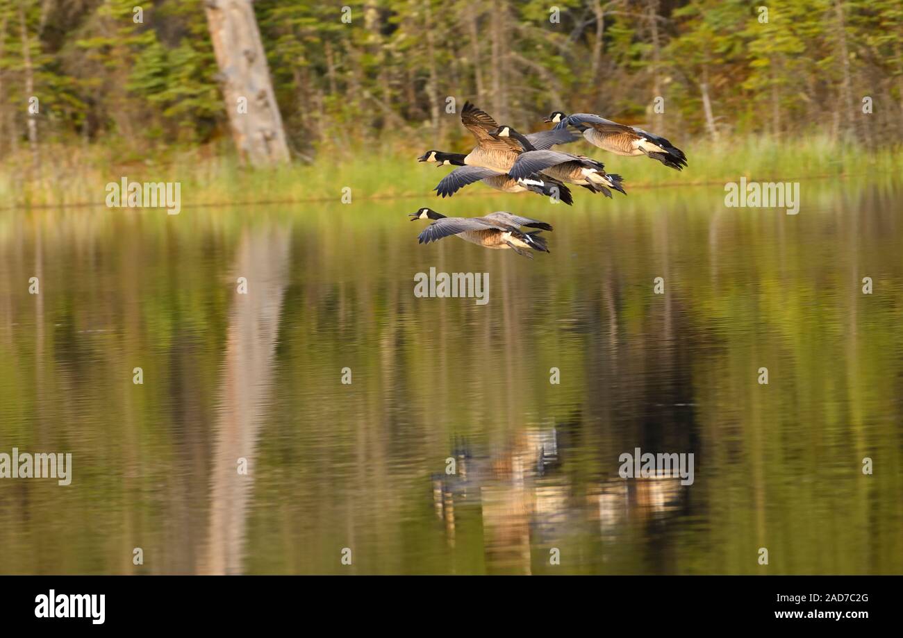 Un branco di oche del Canada "Branta canadensis', in volo per un atterraggio nelle calme acque del lago di Maxwell a Hinton Alberta Canada. Foto Stock