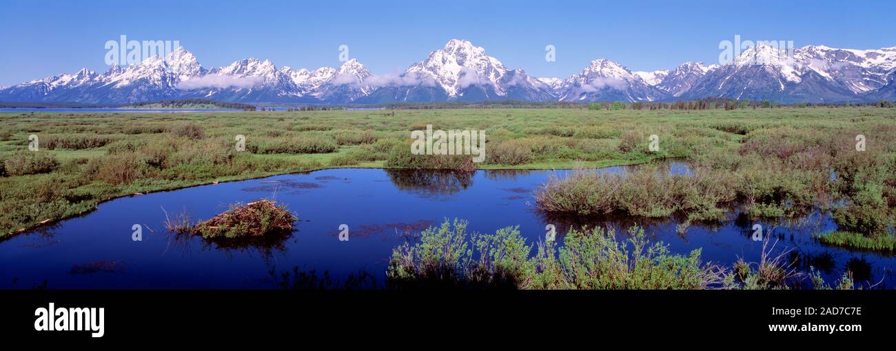 Zone umide in Grand Teton National Park con le montagne sullo sfondo, Wyoming USA Foto Stock