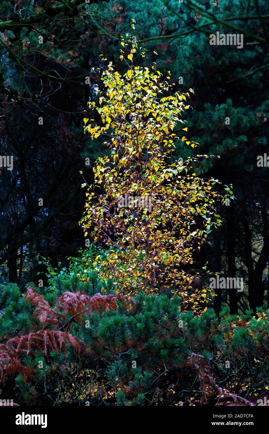 Giovani argento betulla in una radura di Daresbury abeti, Warrington, contro uno sfondo di abeti e groundcover di golden felci Foto Stock