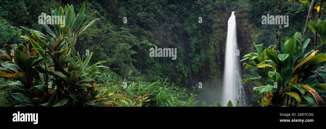 Vegetazione lussureggiante e cascata in Akaka Falls State Park, Hawaii, STATI UNITI D'AMERICA Foto Stock