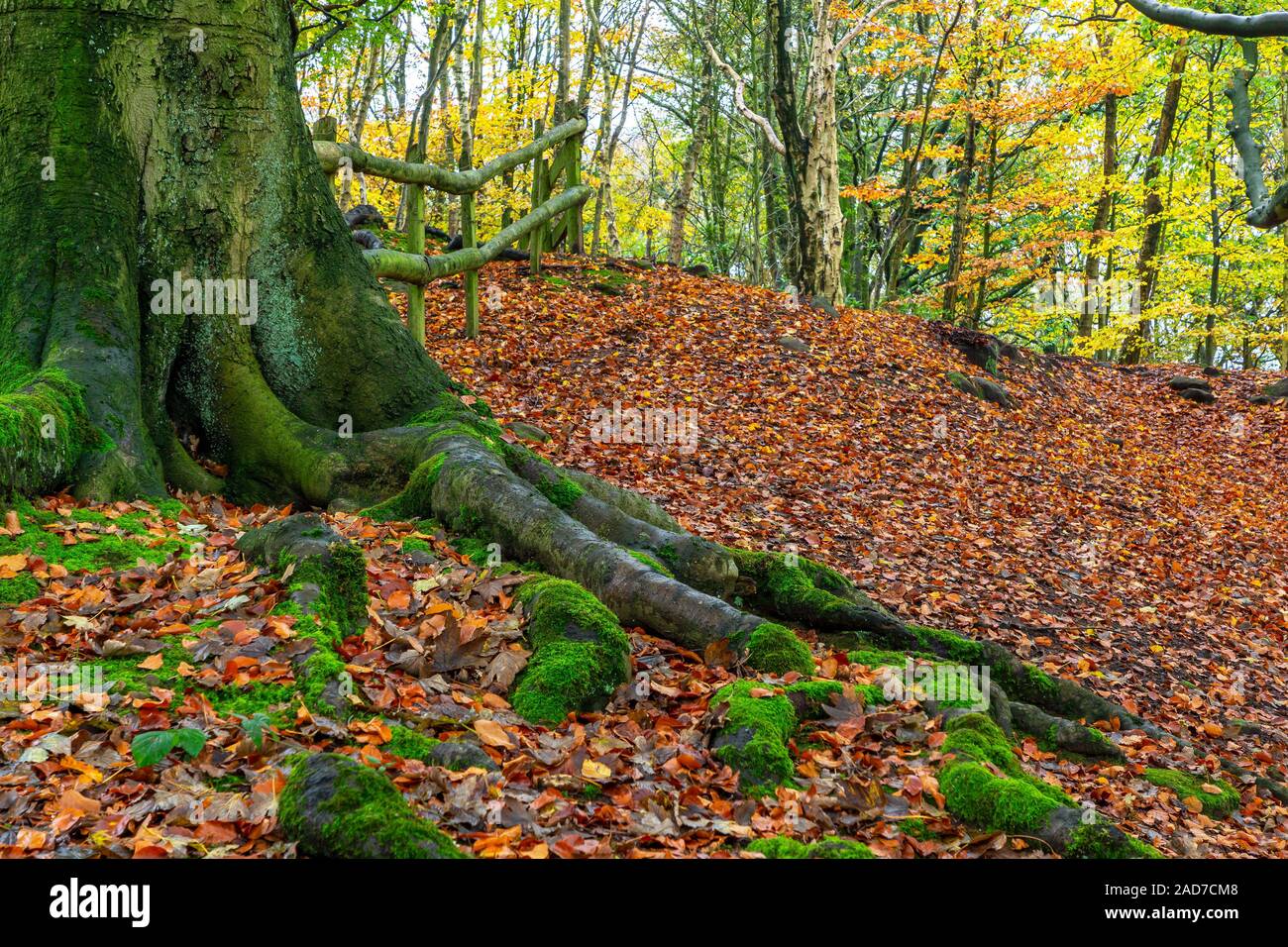Caduta foglie in autunno Copra il pavimento nel bosco di abeti di Daresbury, Warrington, Cheshire Foto Stock