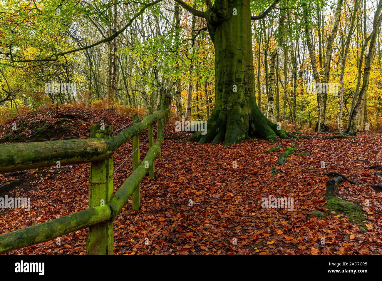 Caduta foglie in autunno Copra il pavimento nel bosco di abeti di Daresbury, Warrington, Cheshire Foto Stock