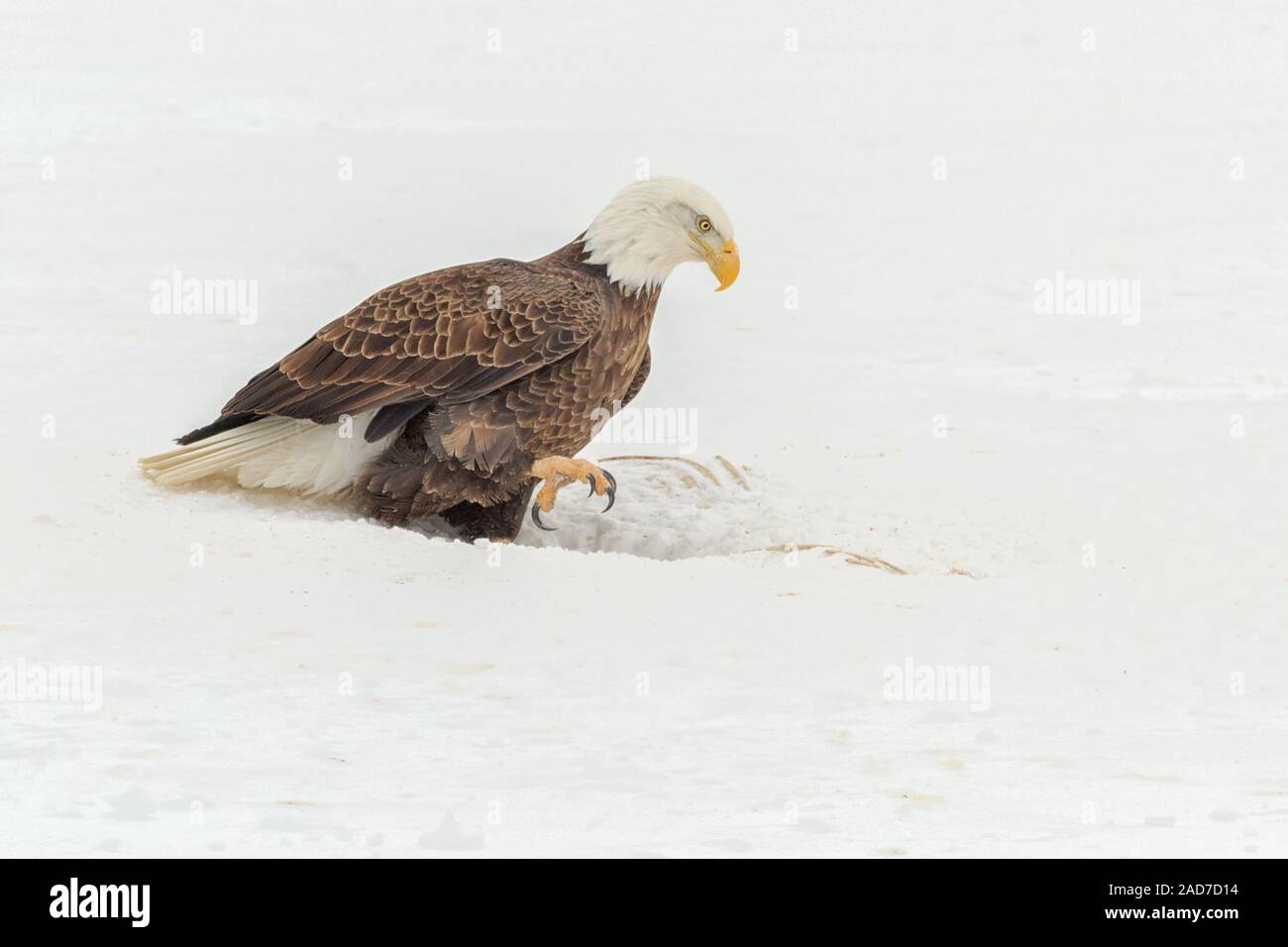 Un Bald Eagle sceglie una carcassa di cervo dalla coda bianca in inverno. Foto Stock