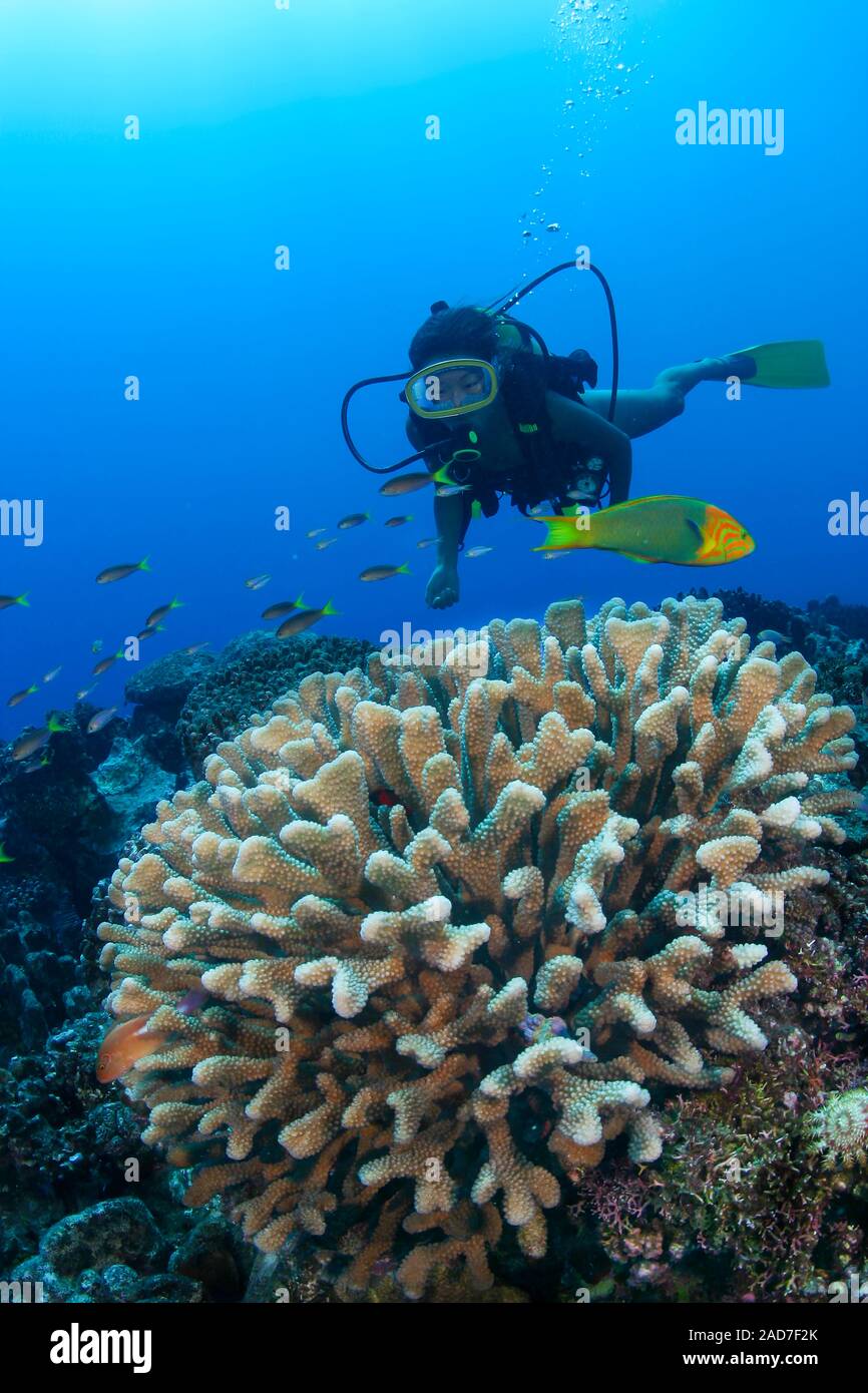 Diver (MR) e la scena sulla barriera corallina con corna di corallo, Rarotonga Isole Cook. Foto Stock