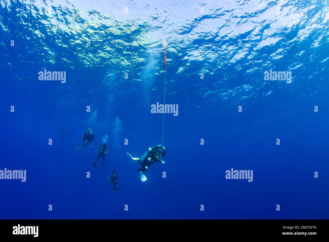 Divers (MR) nella foto appese a 15 piedi per una sosta di decompressione prima di rifinitura, Hawaii. Il subacqueo in derivazione ha rilasciato un galleggiante di sicurezza per mark t Foto Stock